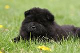 CHOW CHOW 500